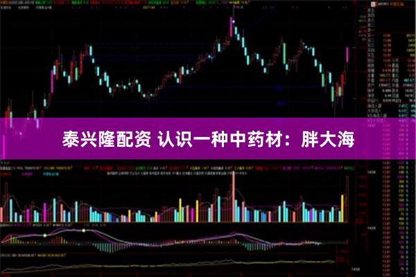 泰兴隆配资 认识一种中药材：胖大海